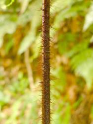 Lastreopsis hispida. Long, bristle-like scales on the red-brown stipe.
 Image: L.R. Perrie © Te Papa CC BY-NC 3.0 NZ